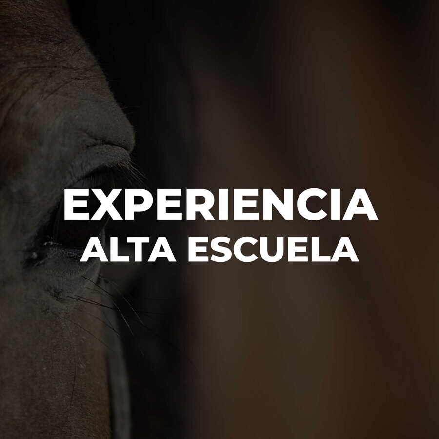 EXPERIENCIA ALTA ESCUELA